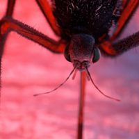 Lo que faltaba: siguen subiendo los casos de dengue