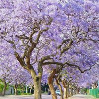 El árbol nativo que da hermosas flores, engalana tu jardín y es un verdadero imán para los colibríes