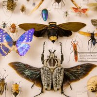 No las mates: el insecto que aparece siempre en tu casa o jardín y que puede mejorar tu economía