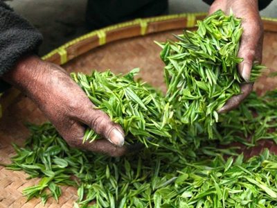 El Té verde: ¿qué beneficios ofrece este producto oriental?