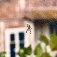 Conocé las plantas que mantendrán a las arañas muy lejos de tu casa y son fáciles de conseguir
