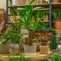 Las 2 plantas que tenés que tener en tu casa esta primavera si querés atraer el amor verdadero, según el Feng Shui