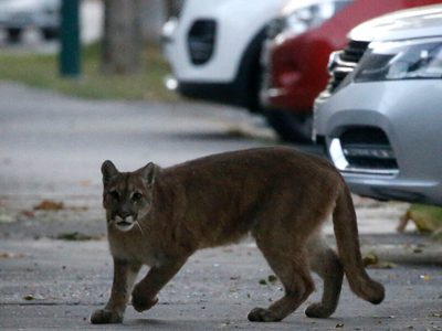La ciudad de Allen se mantiene en vilo: buscan a un puma en la zona rural