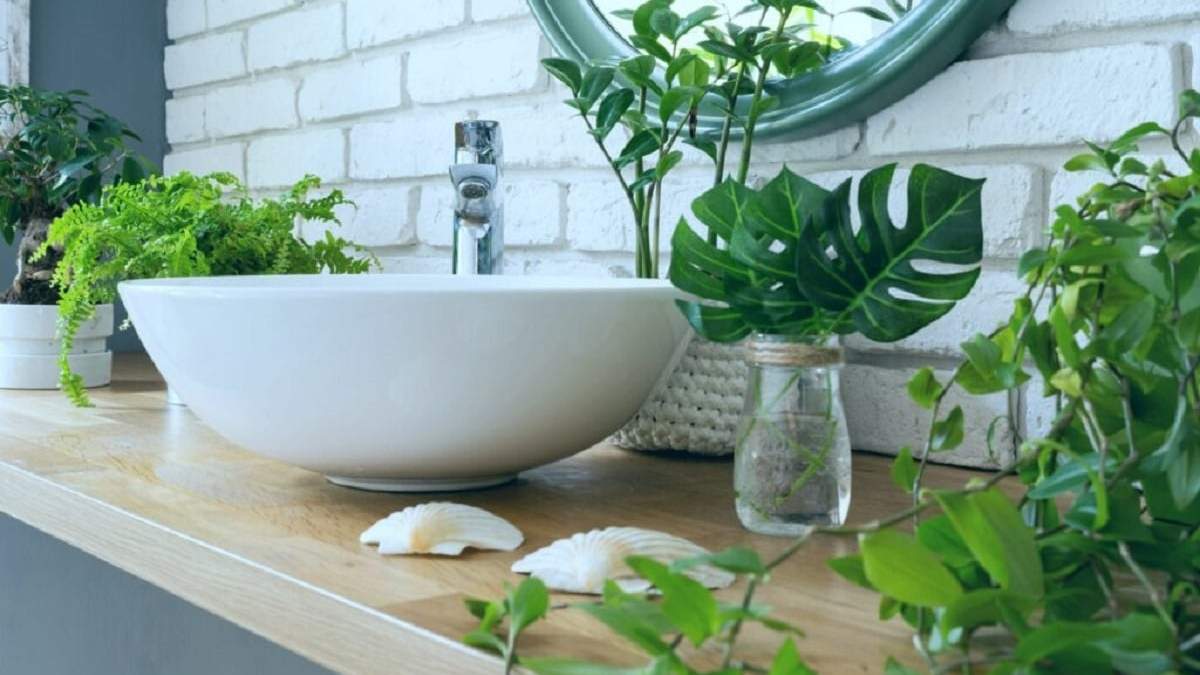 Plantas. Fuente: (X)