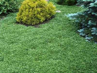 Crece rápido y no necesita muchos cuidados: la mejor opción para poner en tu jardín si buscás reemplazar el pasto