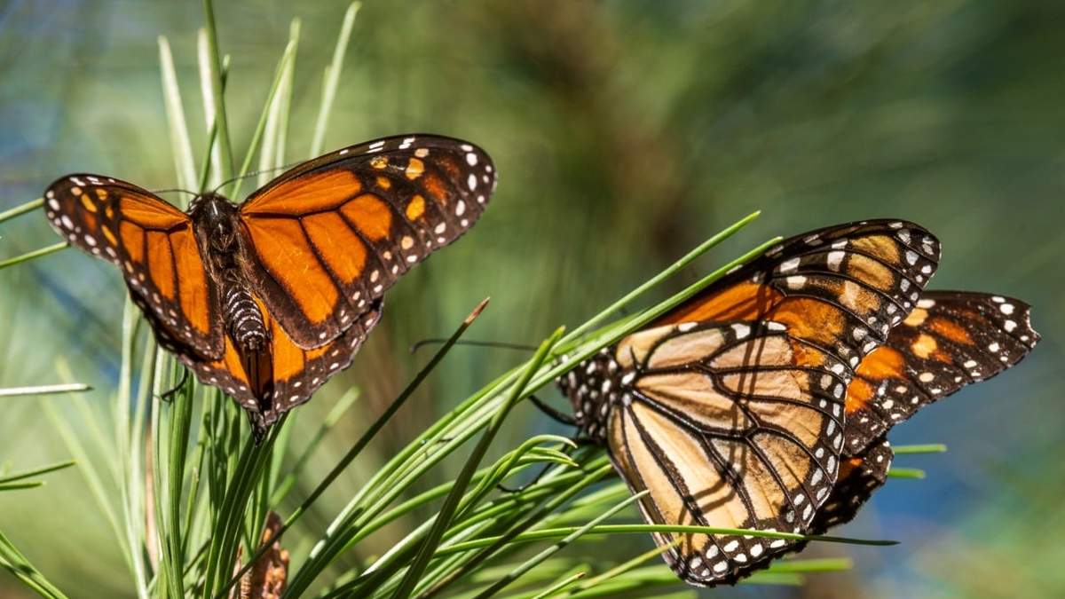 Mariposa Monarca