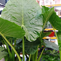 La planta de hojas XL, que resiste el frío, revive en verano y se multiplica fácilmente