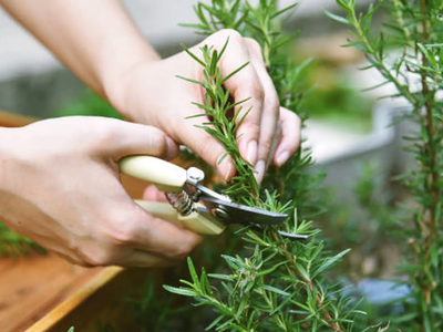 Aguantan todo y son poderosas: las plantas favoritas de muchas abuelas que no pueden faltar en tu casa
