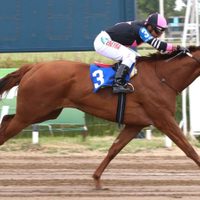 La Aduana evitó la exportación irregular de uno de los mejores caballos de carreras del país
