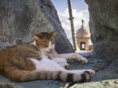 Gobierno de EU suspende plan para retirar gatos callejeros de sitio histórico de Puerto Rico