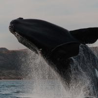 Empezó la temporada de ballenas en Puerto Madryn: ya hay 2 ejemplares...