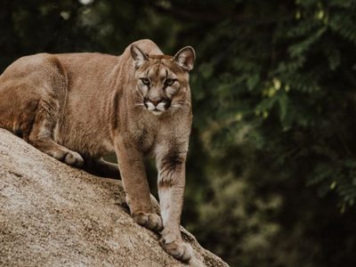Captura única: registraron a un puma en pleno centro de Bariloche