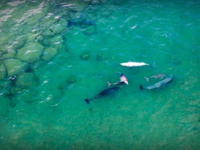 Show de animales marinos: mirá las maravillosas fotos captadas en Las Grutas