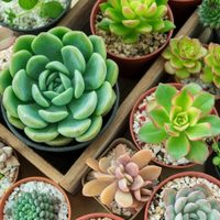 Plantas: cómo debés fertilizar tus suculentas para que crezcan al máximo en otoño