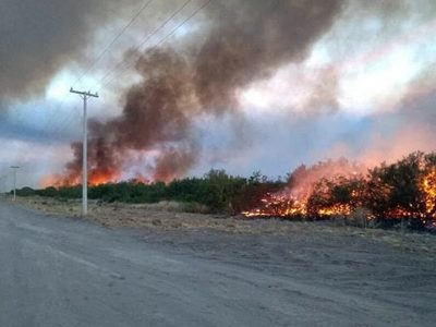 "6 mil hectáreas dañadas": Río Colorado y las consecuencias del fuego...