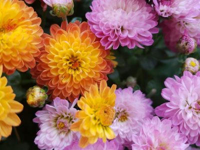 Embellece tu jardín: 4 plantas que florecen en otoño