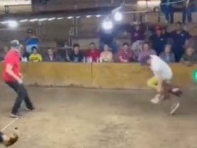 Gallo se lanza contra su dueño durante una pelea en palenque de Colima (Video)