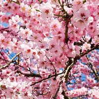 Por qué algunas personas quieren diversificar el hermoso y tradicional cerezo en Japón
