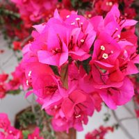 Lo que los viveros no quieren que sepas: 3 consejos para que tu Santa Rita se llene de flores