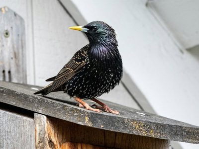 Sturnus, el troyano bancario para Android que elude el cifrado de WhatsApp y Telegram