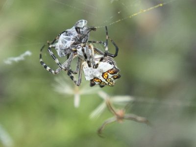 El insecto de apariencia amenazante pero que no deberías eliminar de tu jardín por esta razón