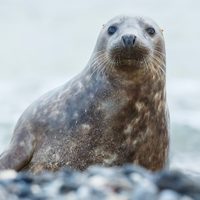 Descubren que una especie de focas "cantan" canciones infantiles
