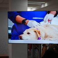 Caso Refugio Franciscano: 171 perros reciben atención médica prioritaria y seis murieron