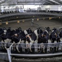 Brasil habilitó el ingreso de leche en polvo desde la Argentina