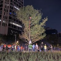 El ahuehuete de Reforma; evalúan los daños tras choque de un automovilista
