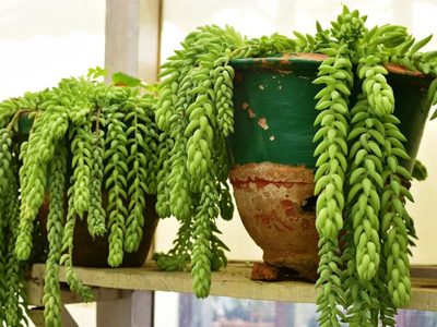 Suculentas: consejos infalibles para que la Sedum Burrito crezca fuerte y lozana