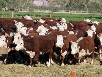 El Gobierno provincial y productores ganaderos evaluarán el Plan Ganadero Bovino