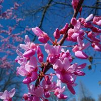El árbol que casi no tenés que cuidar y regala sus flores más hermosas en invierno