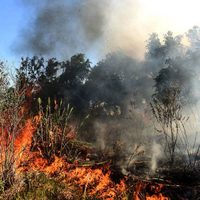 Incendios en el Delta del Paraná: advierten que la pérdida de la fauna es "casi total"