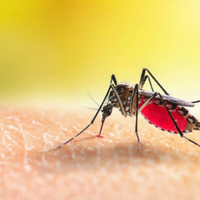 3 formas muy fáciles y rápidas de aliviar las picaduras de mosquitos