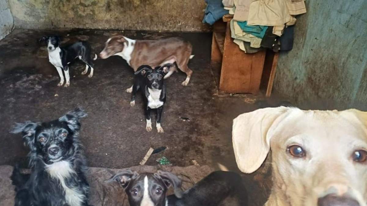 Algunos de los perros rescatados