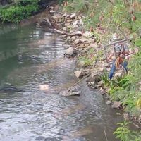 Cocodrilo mata a una mujer que lavaba ropa en una laguna de Tampico