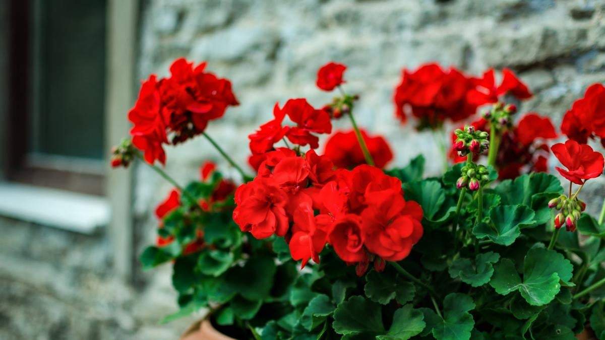 Plantas. Fuente: (X)