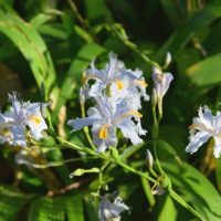 Iris Japonica, la planta pariente de las orquídeas que es perfecta para engalanar tu jardín: así podés cuidarla