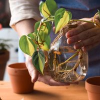 Más fácil imposible: el truco para que tus plantas en agua crezcan sanas y no se pudran en pocas semanas