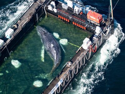 Así fue el rescate de "Timmy", la gigantesca ballena jorobada que pasó semanas varada en Alemania