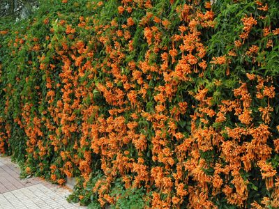 Color y vida en el frío: la planta que sobrevive con pocos cuidados y regala hermosas flores naranja en invierno