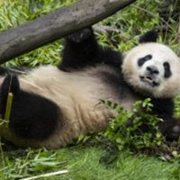 Pareja de pandas de China se aclimatan a su nuevo hogar en el zoo de San Diego