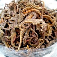 Aseguran en Mazatlán 6 mil 844 caballitos de mar; iban a ser enviados a Quintana Roo