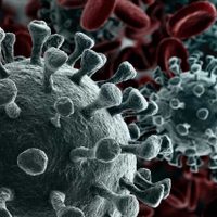 Variante Omicron: qué se sabe hasta ahora y cómo los países ricos podrían haberla evitado