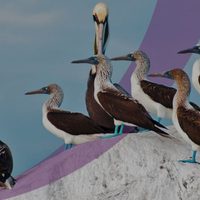 Festival virtual en el paraíso mexicano de las aves migratorias