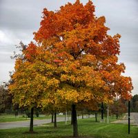 Plantas: conocé el árbol de otoño que te va a encantar para tener en tu jardín con el clásico color de la temporada