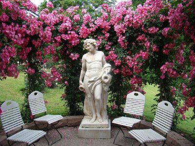 Cerco de rosas: la planta que divide espacios y tiene un impacto visual por su abundante floración