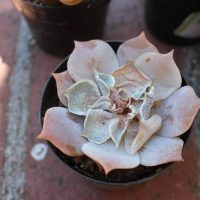 Si tu suculenta está así, es porque se quemó o marchitó por el frío: tenés que hacer esto para proteger tus plantas