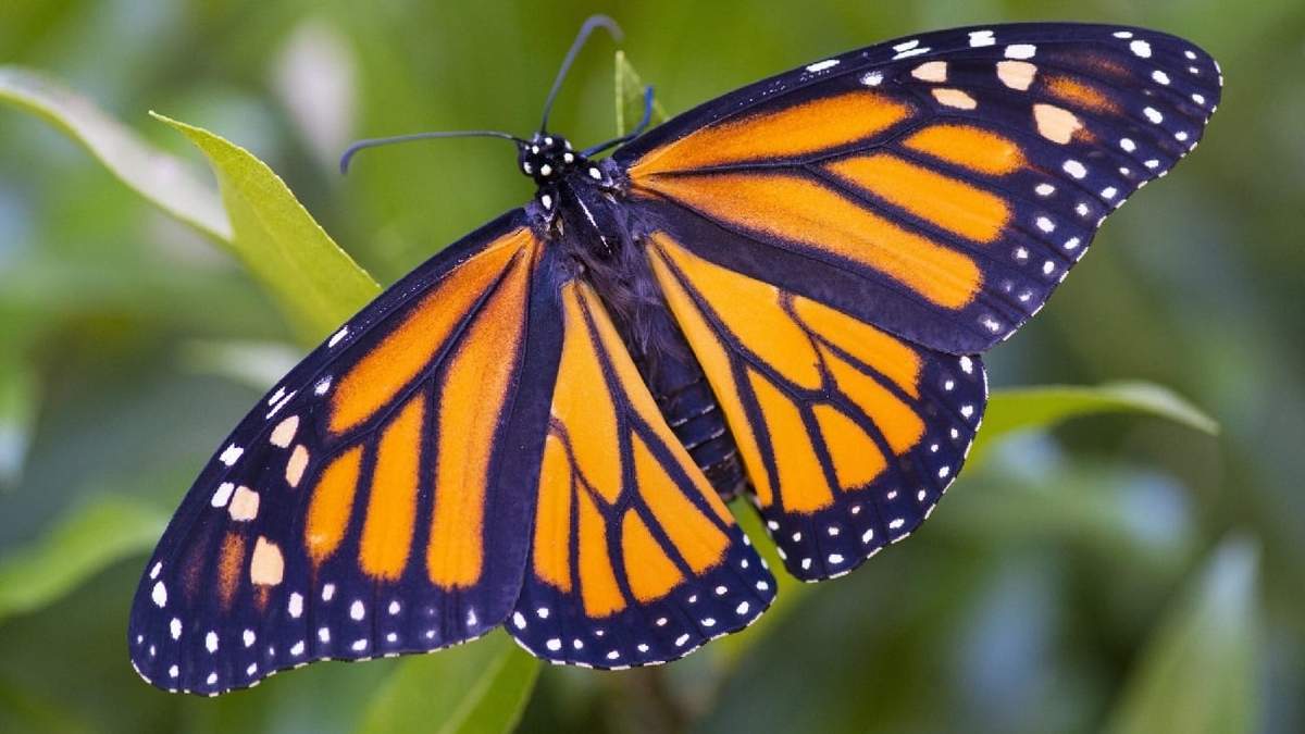 Mariposa. Fuente: (Instagram)