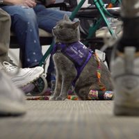 Terapia con gatos: así apoyan a enfermos y ancianos